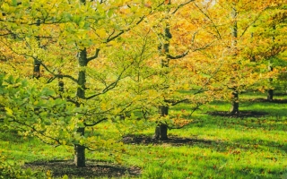 fagus sylvatica_DSC3536