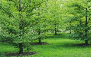 fagus sylvatica_dsc7314