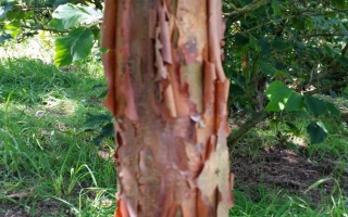 Acer griseum schors