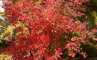 Acer griseum 175-200 herfstkleur 2