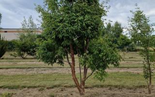 Acer griseum 300-350