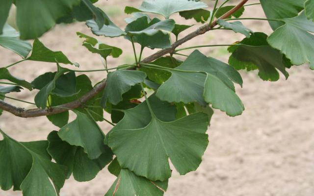 Ginkgo biloba