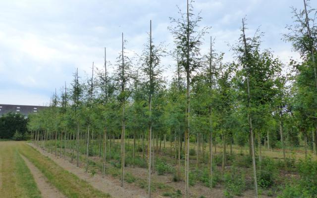 Gleditsia triacanthos 'Skyline'