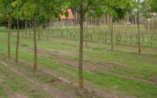 juglans regia 25-30