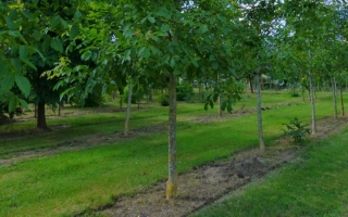 Juglans regia