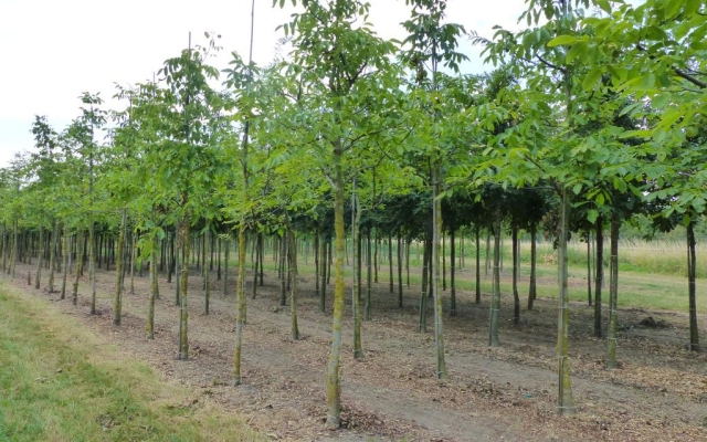 Juglans regia