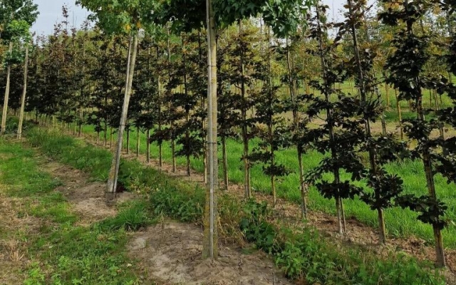 Liquidambar styraciflua