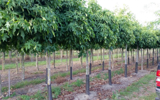 Liquidambar styraciflua 'Gumball'