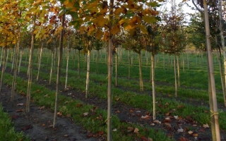 Liriodendron tulipifera
