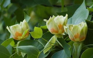 Liriodendron tulipifera bloei