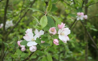 Malus sylvestris