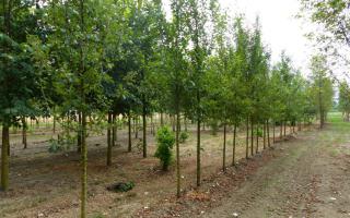 Malus sylvestris 18-20