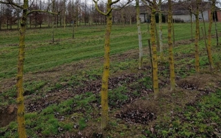 Morus nigra 25-30