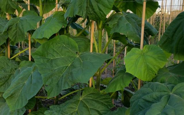 Paulownia tomentosa