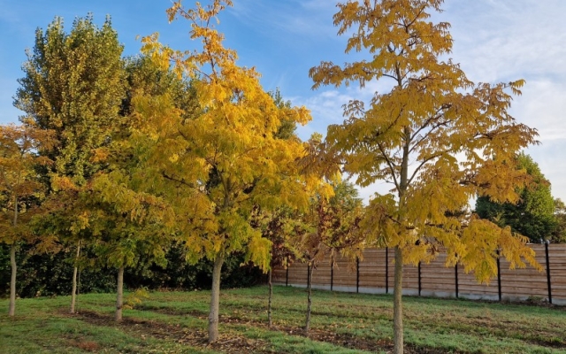 Phellodendron amurense