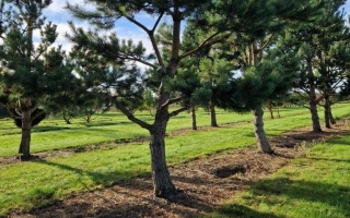 pinus nigra nigra 1