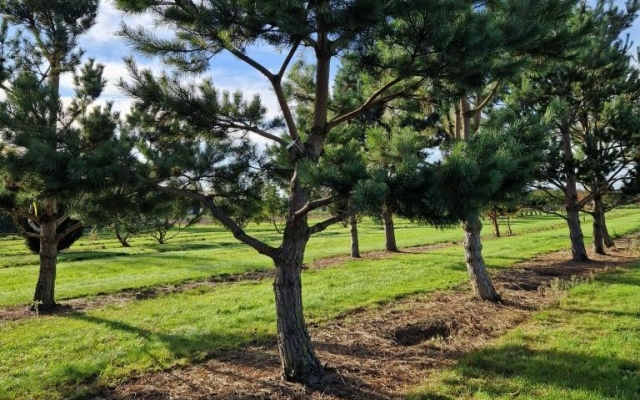 Pinus nigra 'Nigra'