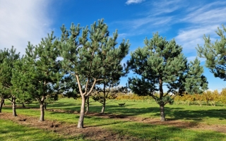 pinus nigra nigra 2