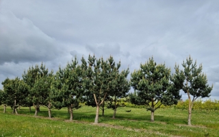 pinus nigra nigra 3