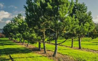 pinus nigra nigra_DSC0575