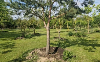 Pinus sylvestris 1