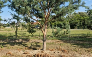 Pinus sylvestris 2