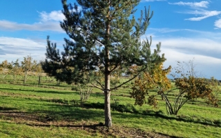 Pinus sylvestris 3