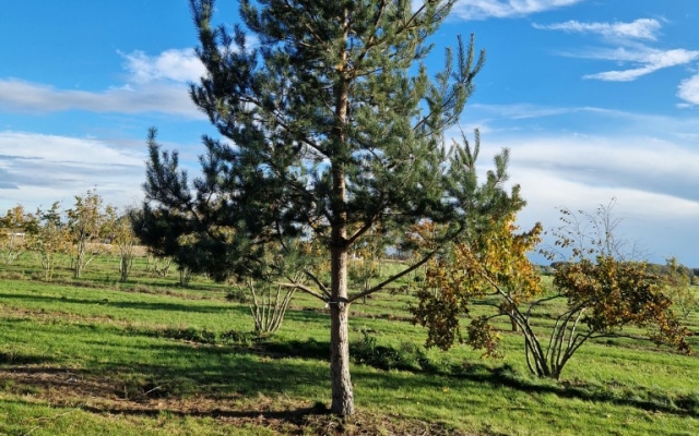 Pinus sylvestris