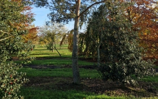 Pinus sylvestris