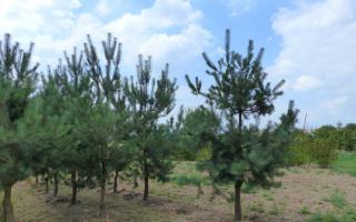 Pinus sylvestris 400-500