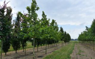 Platanus hispanica 20-25