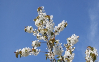 Prunus avium (2)
