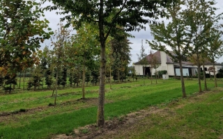 Prunus avium 50-60