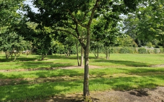 Prunus padus (1)