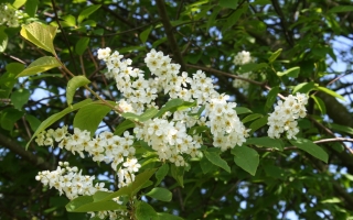 Prunus padus