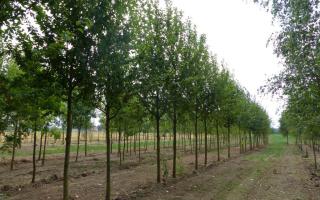Prunus padus 25-30