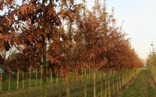 Quercus cerris