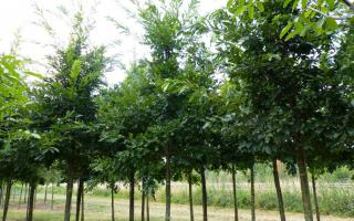 Quercus cerris 20-25