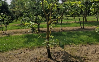 Quercus dentata carl ferris miller 1