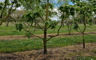 Quercus dentata carl ferris miller
