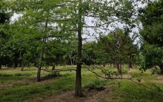 Quercus palustris (1)