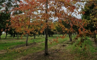 Quercus palustris (2)
