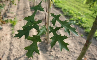Quercus palustris