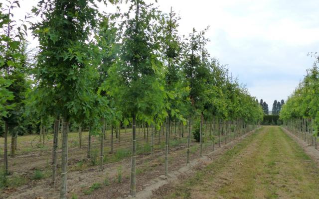 Quercus palustris