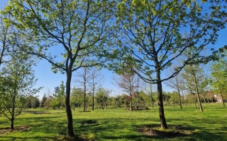 Quercus petraea 3