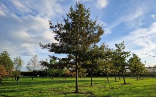 Quercus petraea