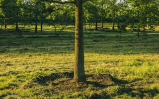 quercus petraea_DSC3369