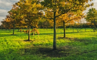 quercus petraea_DSC9938-HDR-Edit
