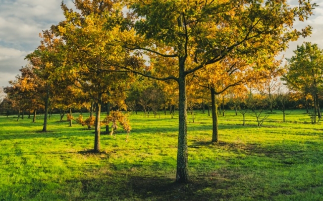 Quercus petraea