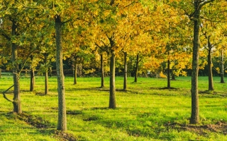 quercus robur_DSC0052